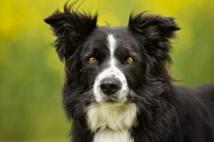 Border collie: en unik, attraktiv och otroligt vacker ras