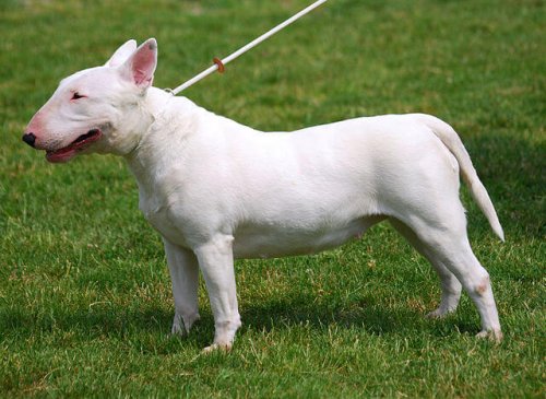 Bullterrier i gräset