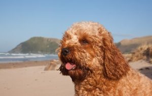 Cavoodle: en ovanlig, gosedjursliknande hundras