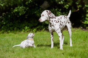 De vackraste hundarna i världen – håller du med?