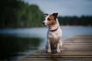 Den berömda hunden Pancho går bort vid 16 års ålder