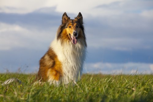 En skotsk collie