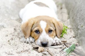 Ska du adoptera en hund? Kom ihåg att en valp inte är en person!