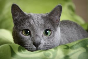 Möt kattrasen Russian blue – en exotisk och spännande ras