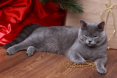 Fullvuxen Russian blue