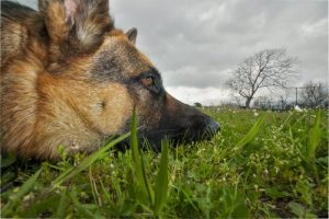 Giftiga växter för hundar: har du koll på dem?