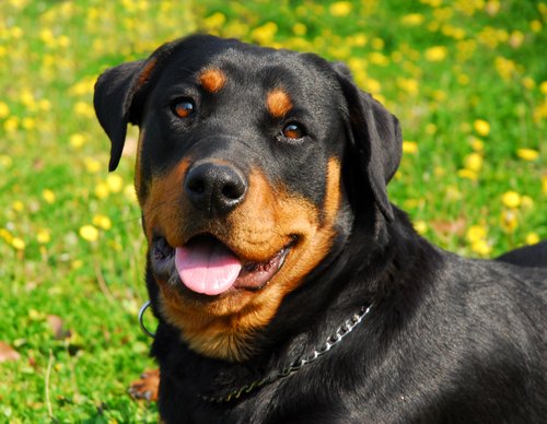 Glad rottweiler