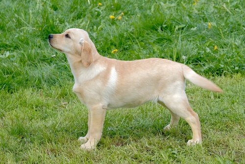 Golden retriever-valp