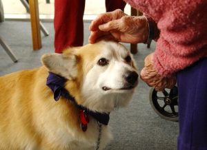 Hundassisterad terapi: hundar som hjälper oss att läka