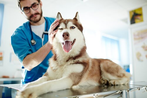 Husky hos veterinären