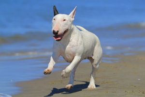 Bullterrier: hur mycket kan du om denna hundras?
