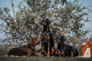 Dobermann: en mycket intressant och elegant ras