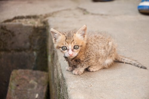 Kattunge på gatan