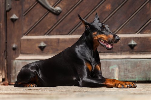 Liggande dobermann