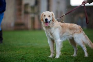 Misstag som ägare begår på sina hundpromenader