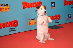 En hyllning till de mest berömda hundarna på film och TV