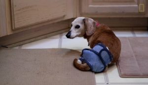 Möt kvinnan som tar hand om 30 seniorhundar