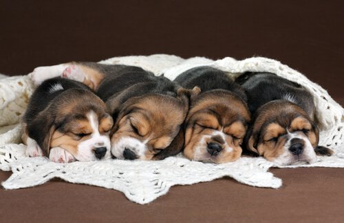 Sovande beagles