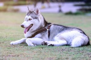 8 saker din hund kan lära dig om att leva fridfullt
