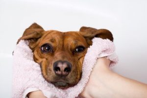 Min hund har torr nos – kan det vara ett hälsoproblem?