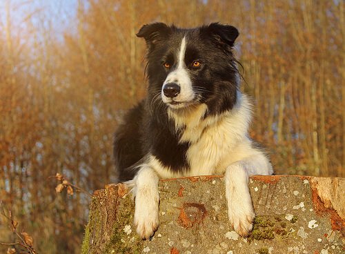 Vilande border collie