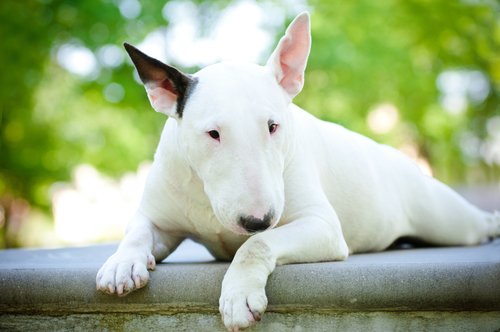 Vilande bullterrier