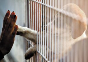 Om du inte kan adoptera så kan du fortfarande hjälpa!