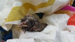 Vad ska du göra om du hittar en fågelunge på marken?