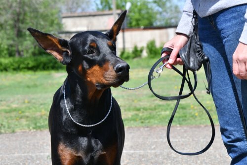 Doberman Pinscher
