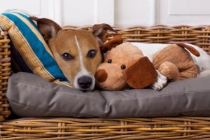 Det finns sjukdomar du kan smitta din hund med