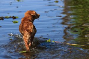 Den unge mannen som riskerade sitt liv för att rädda en hund