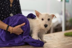 Hur gör man för att ta bort en fästing från en hund?