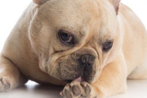 Ska du låta en hund slicka sina sår?