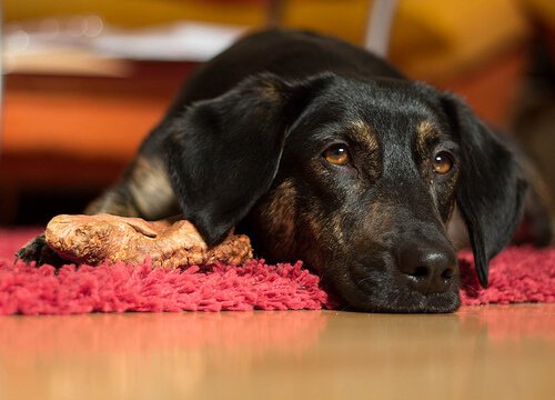 Hund som är sjuk.