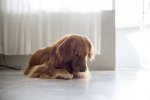 Varför honorna slickar sina vulvor bland hundar