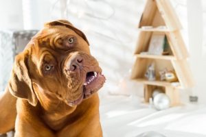 Varför hunden vrider på huvudet när du pratar med honom