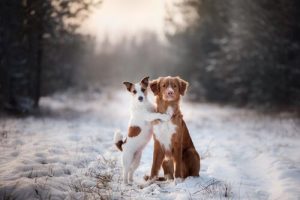OBS! Tvinga aldrig din hund att gå på bakbenen