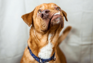 Hunden Picasso fick en andra chans i livet