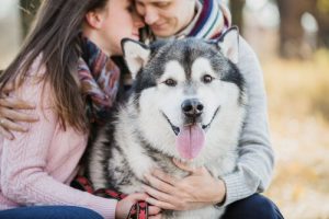 Din hund beskyddar dig – kan den känna doften av onda avsikter?