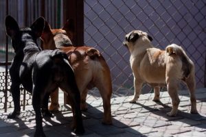 Taiwan förbjuder konsumtion av hund- och kattkött