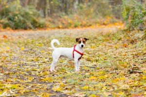 Hundstölder från parker ökar över hela Spanien