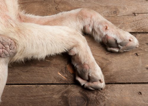 Hundtassar