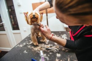 Ska jag ge mitt husdjur en sommarklippning?