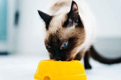 rå kyckling till katt rå kyckling till katt