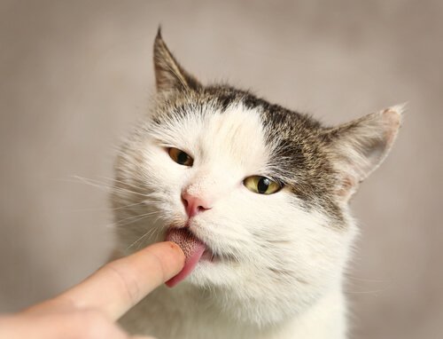 vad gillar katter att äta