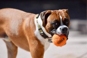 Den nya stimulerande leksaken för hundar – Kong