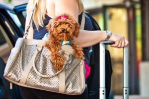 Resa med hund? Missa inte dessa användbara appar!