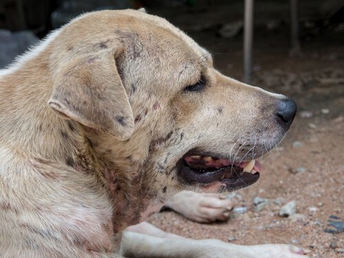 Typer av hunddermatit