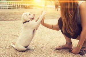 Kan en hund vara vänstertassad och hur tar man i så fall reda på det?