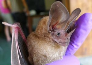 Spana in några av de konstigaste djuren i världen!